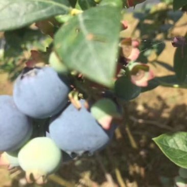 粉蓝蓝莓