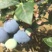 粉蓝蓝莓