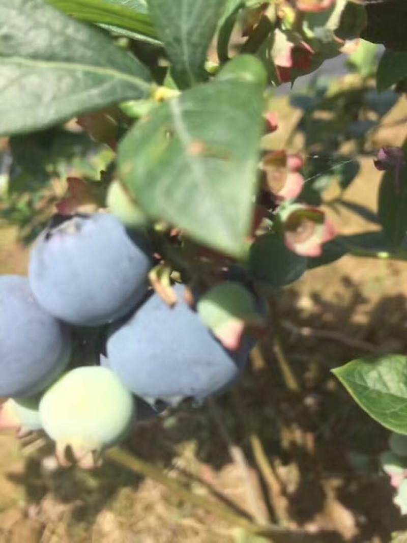 粉蓝蓝莓