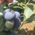 粉蓝蓝莓