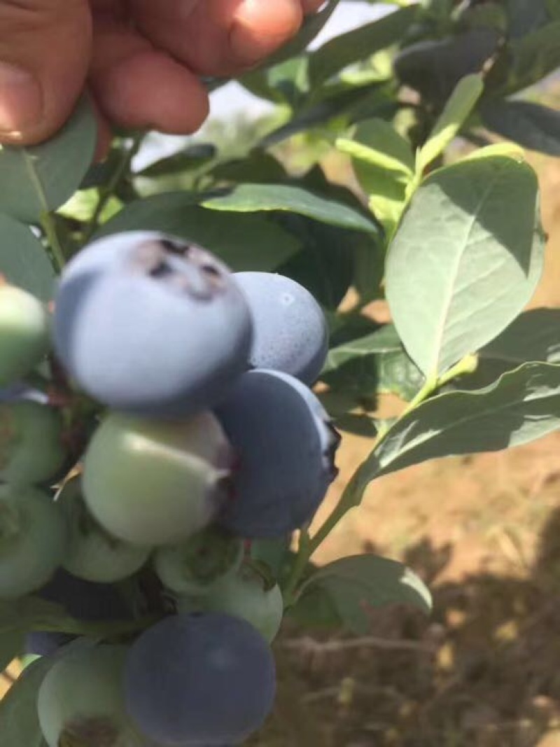 粉蓝蓝莓