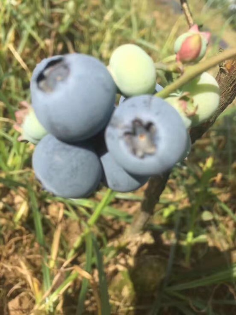 粉蓝蓝莓