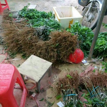 三华李树苗50~100cm
