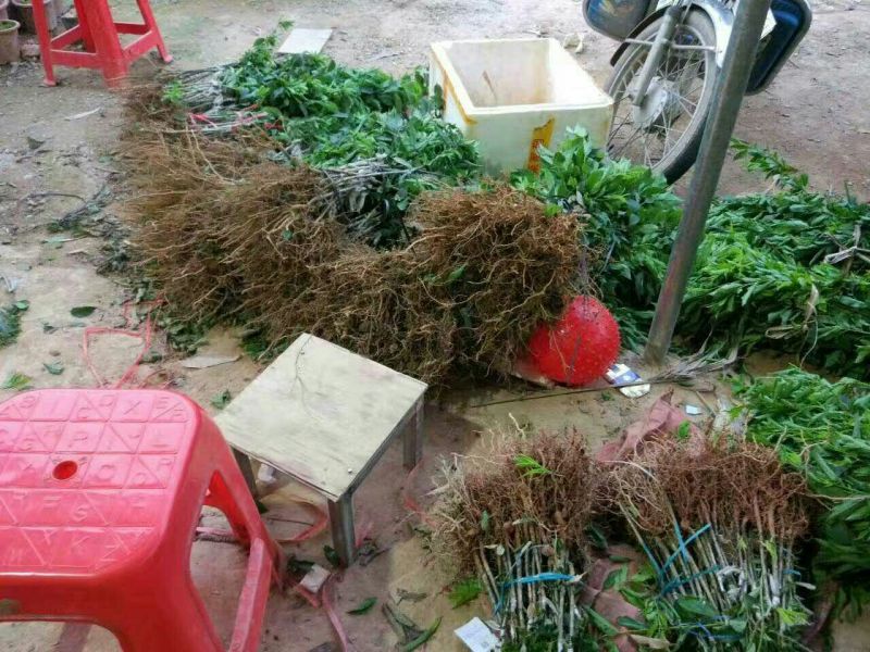 三华李树苗50~100cm