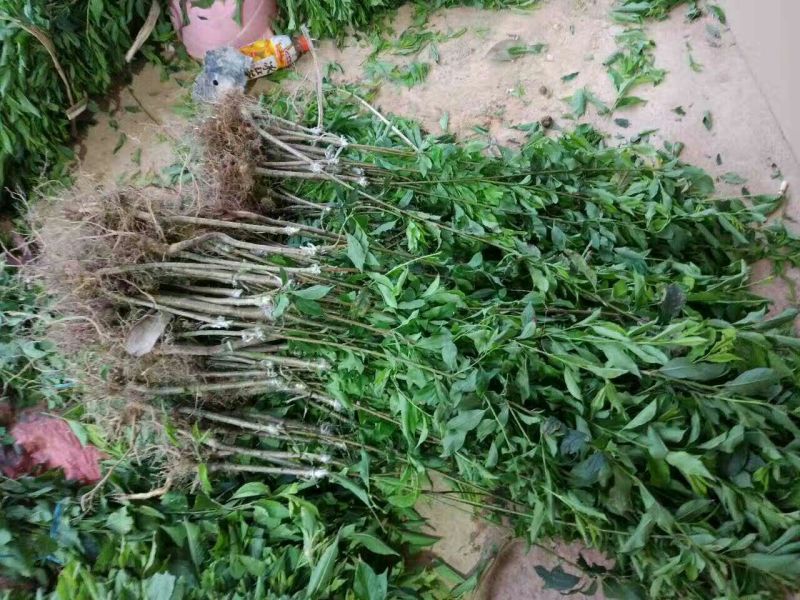 三华李树苗50~100cm