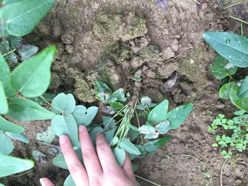 八月瓜苗
