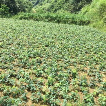 八月瓜苗