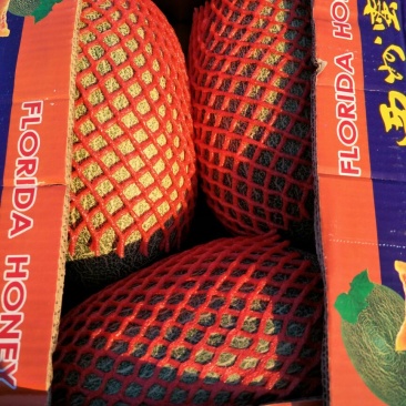 西州蜜瓜2斤以上椭圆形