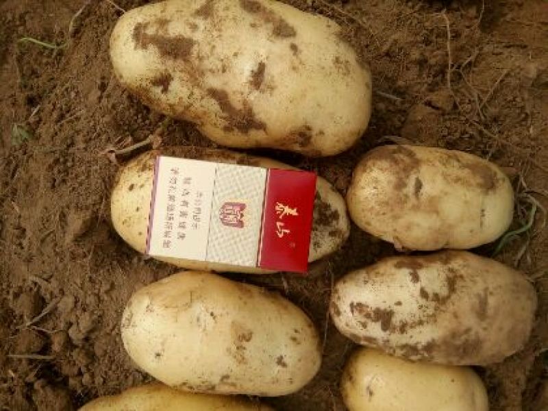 荷兰十五土豆通货2两以上