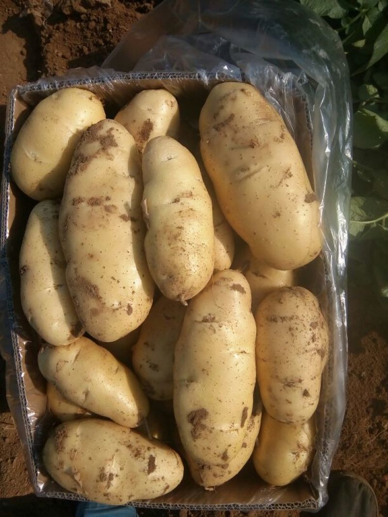 荷兰十五土豆通货2两以上