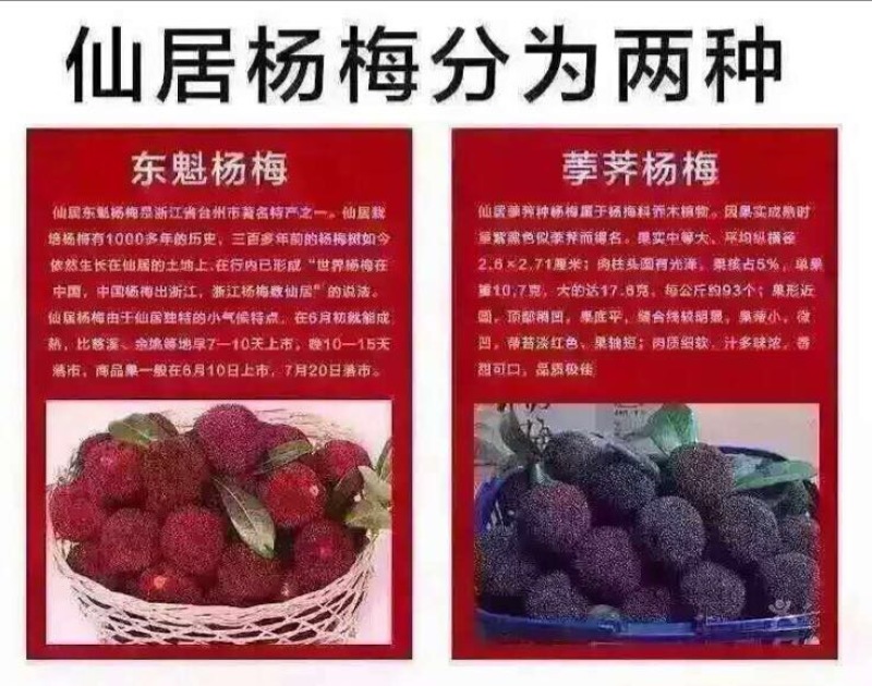 仙居杨梅