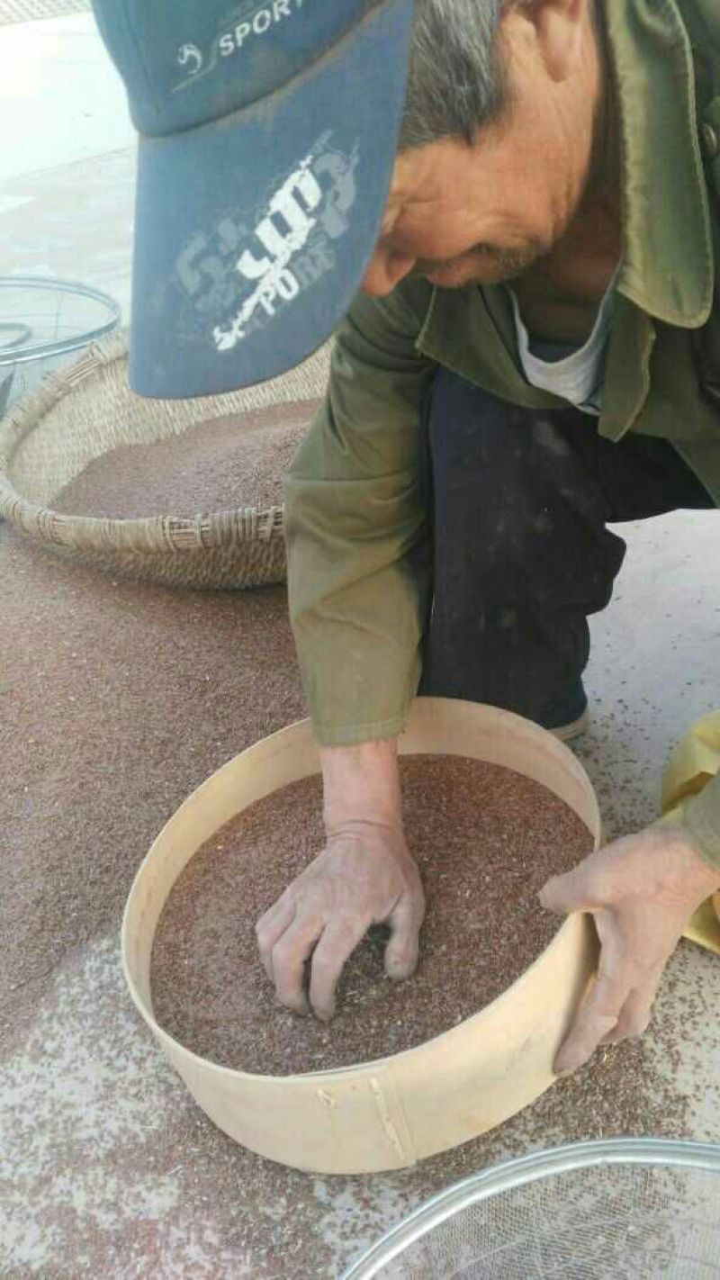 亚麻籽农家自产纯亚麻籽