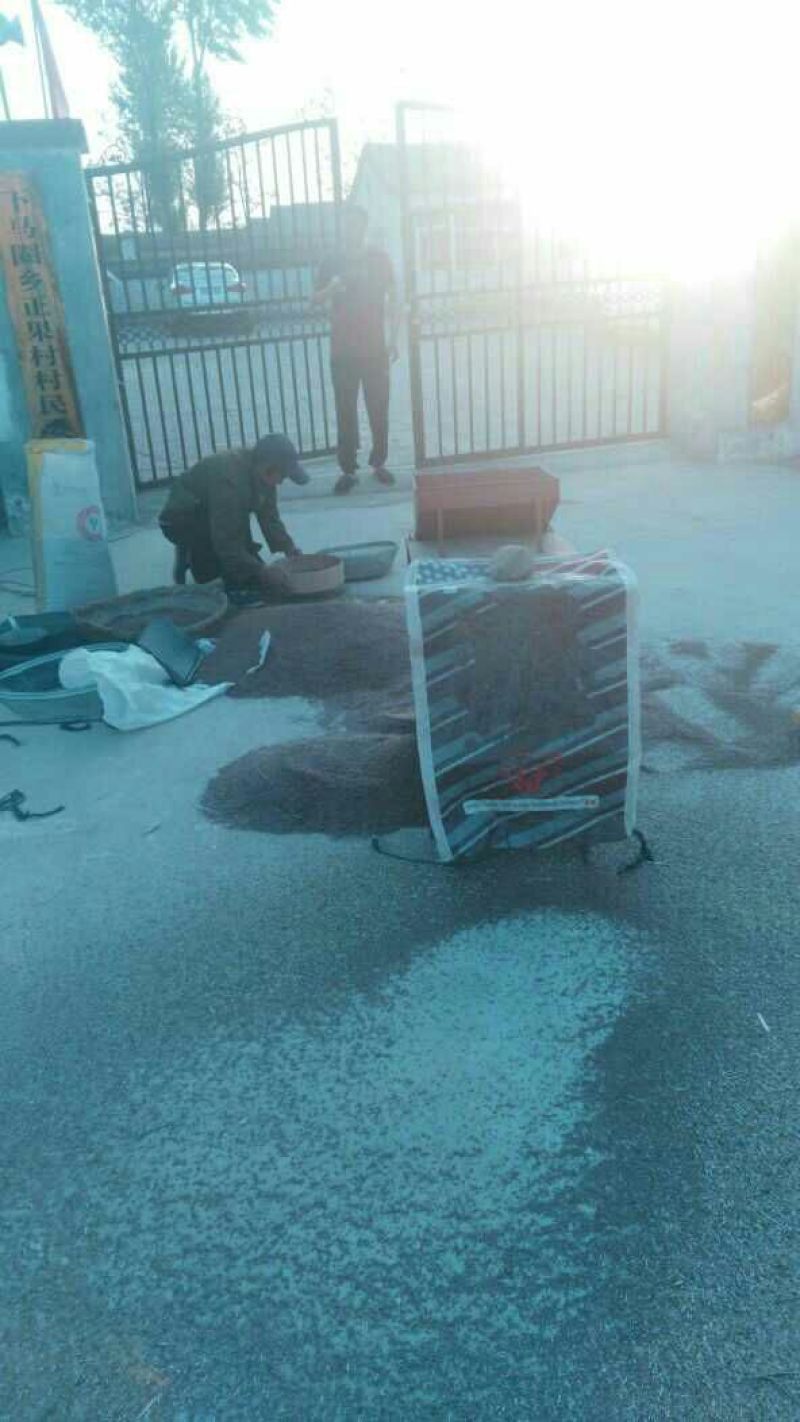 亚麻籽农家自产纯亚麻籽