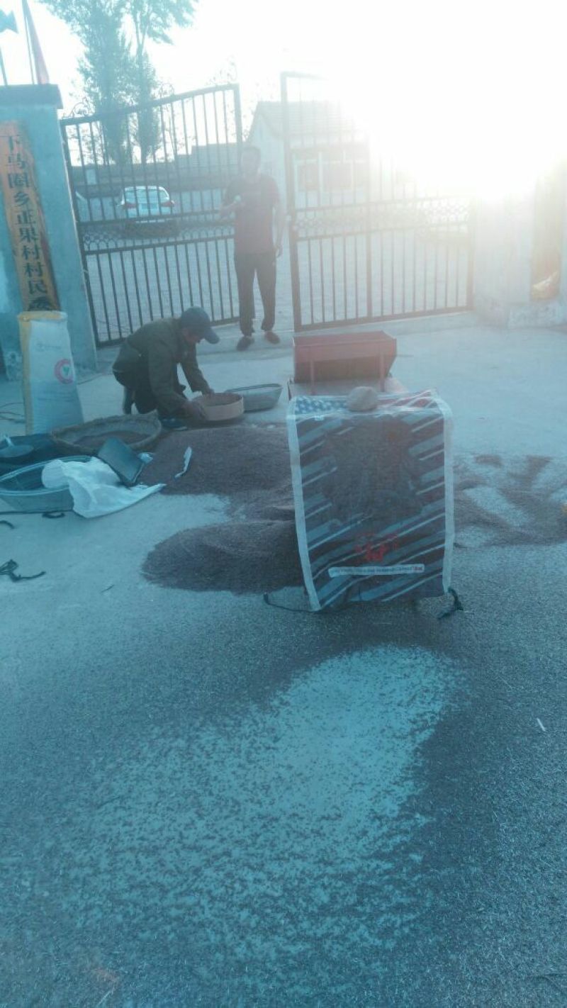 亚麻籽农家自产纯亚麻籽