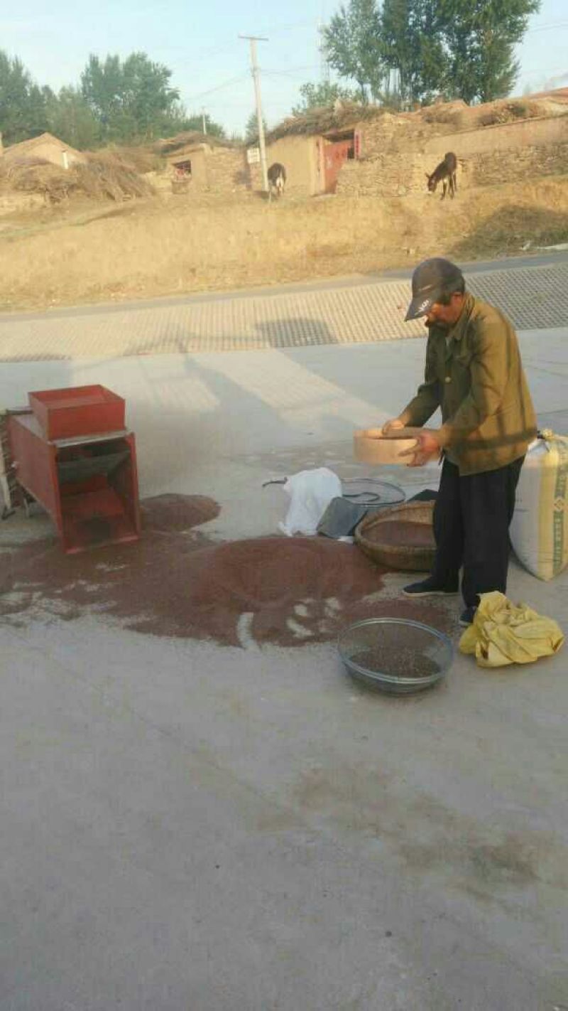 亚麻籽农家自产纯亚麻籽