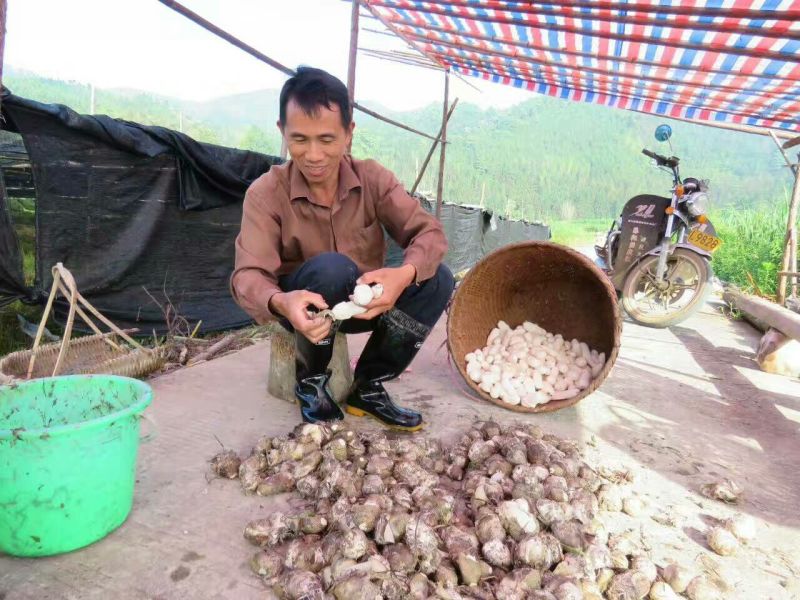 林下竹荪食用菌中皇后特级