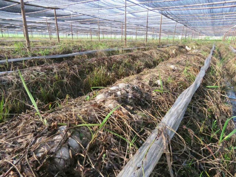 林下竹荪食用菌中皇后特级