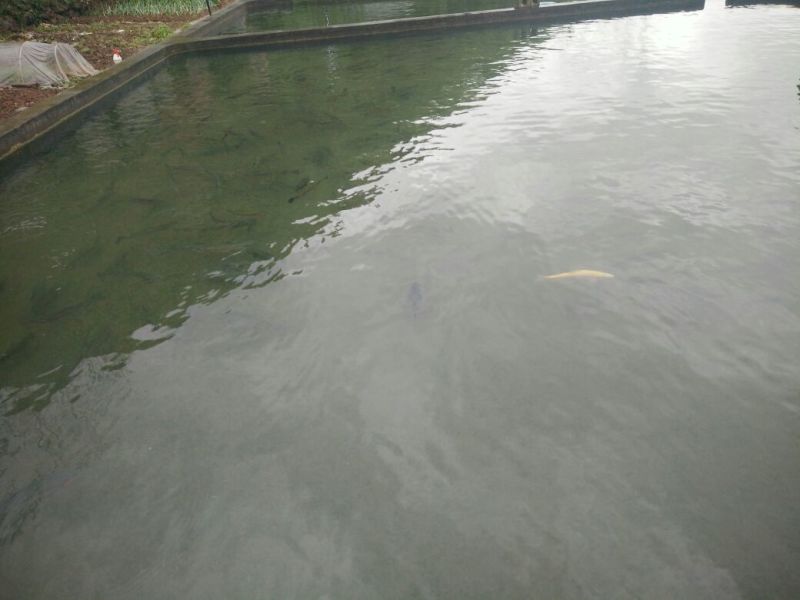 虹鳟鱼食用活鱼