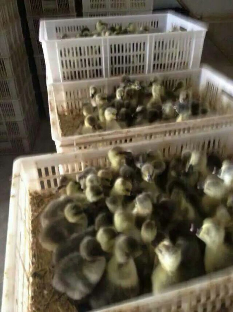 鹅苗250g以上