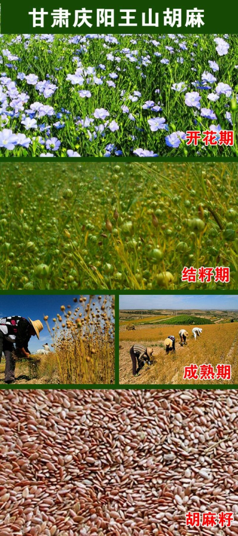 亚麻籽油冷榨包邮甘肃食用油除新疆西藏