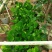 菠萝苗1年