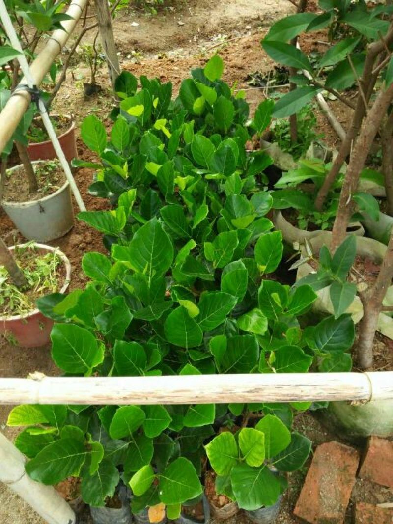 菠萝苗1年
