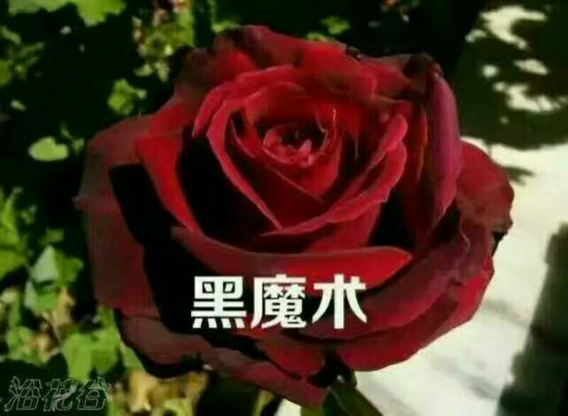 黑玫瑰苗10cm以下