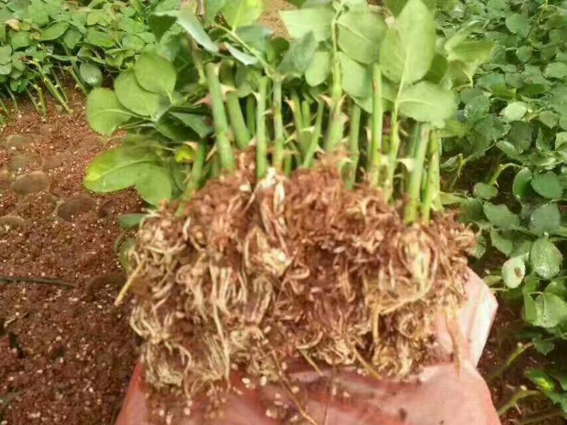 橘红色玫瑰苗10cm以下