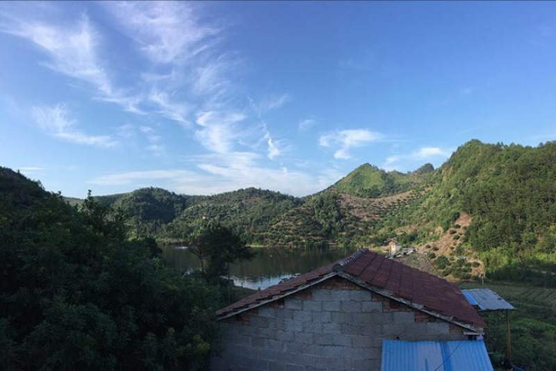 杨梅