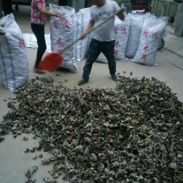 毛木耳等外