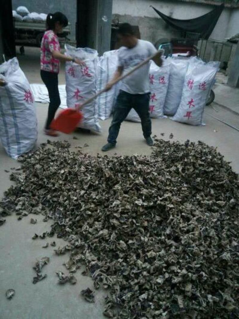毛木耳等外