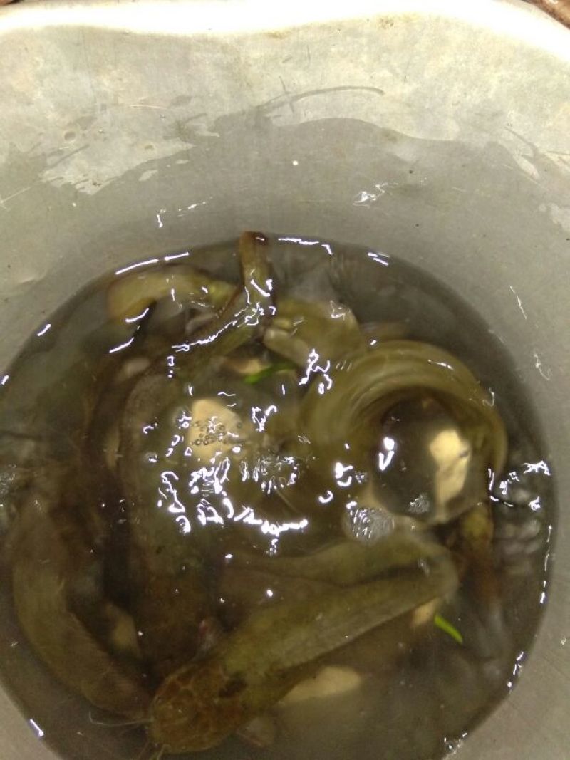 胡子鲶食用
