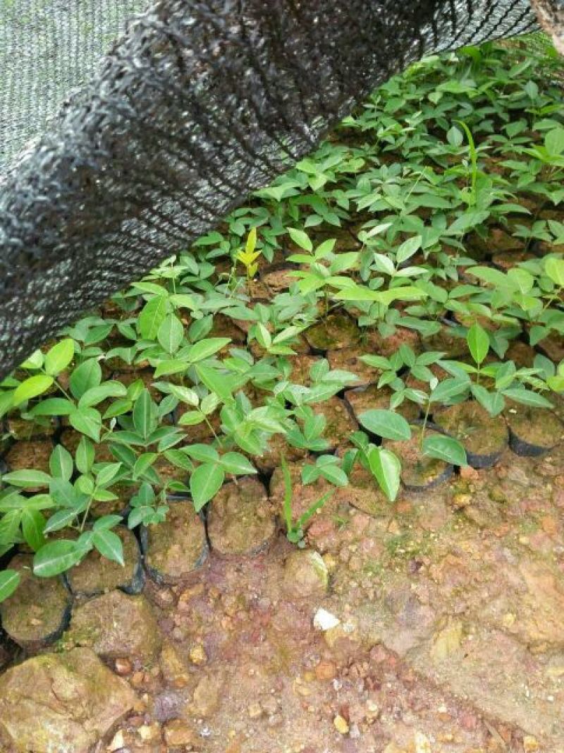 牛大力种苗15~30cm