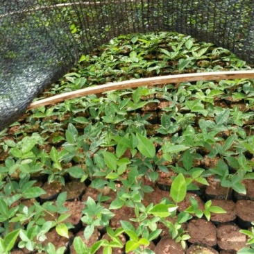 牛大力种苗15~30cm