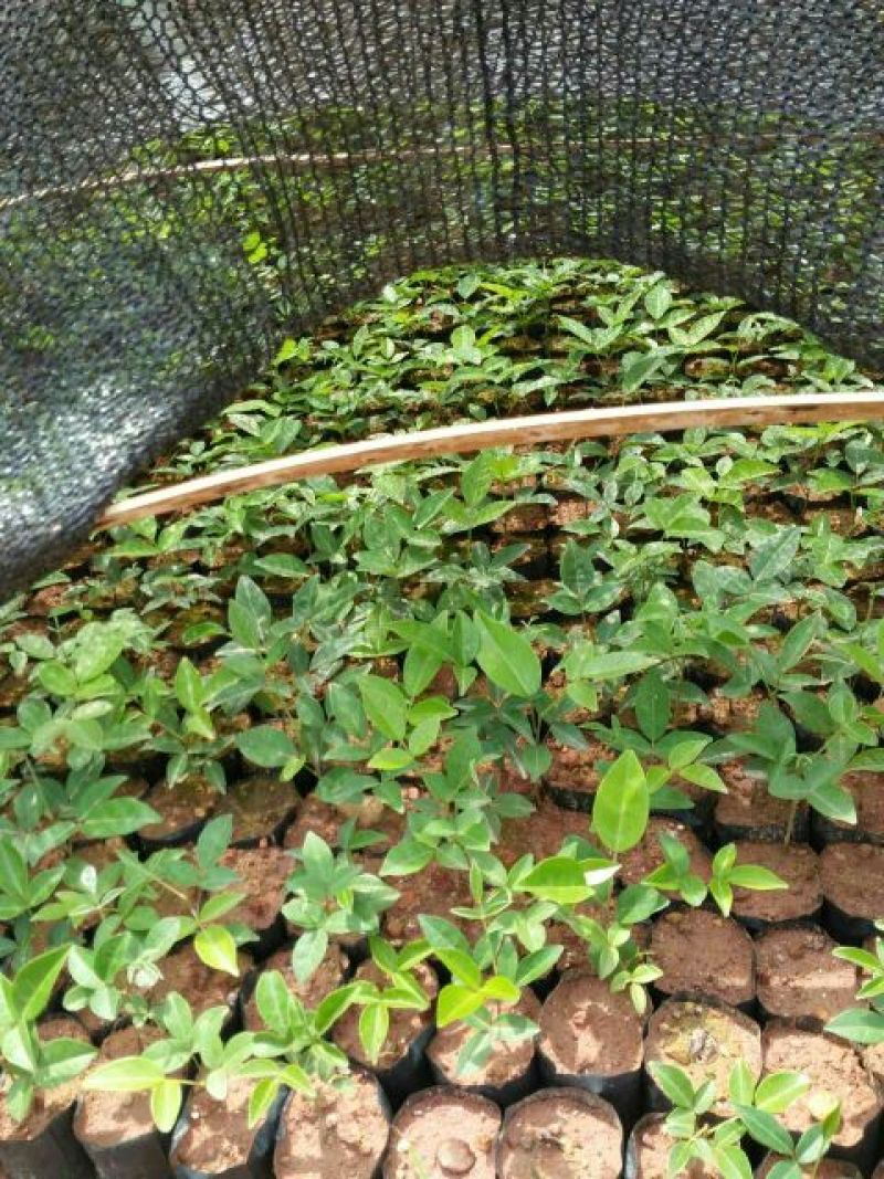 牛大力种苗15~30cm