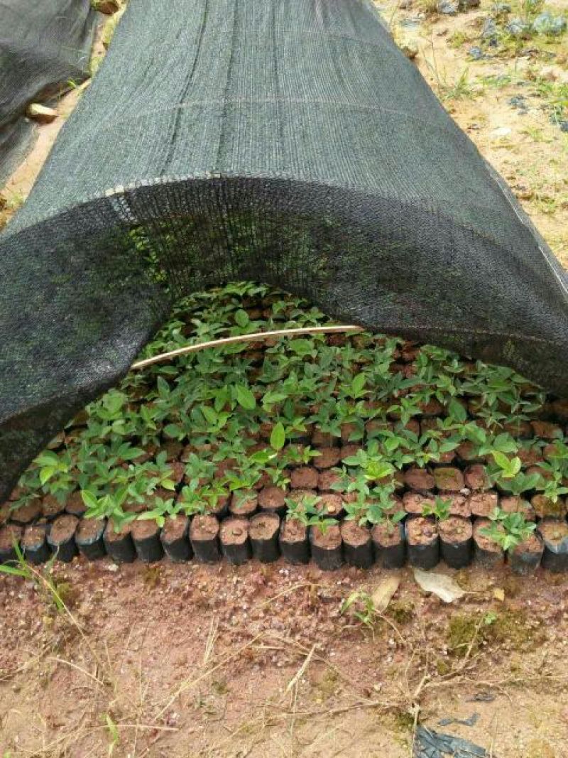 牛大力种苗15~30cm