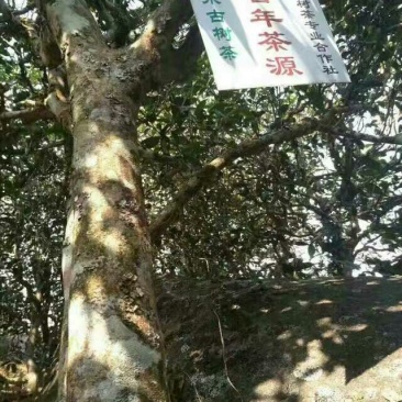 岩茶一级