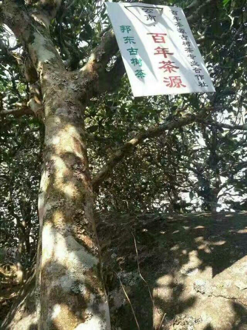 岩茶一级