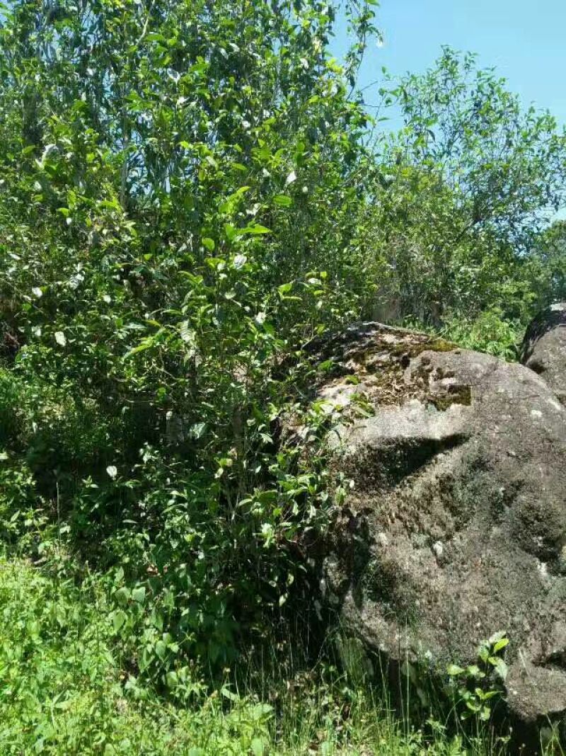 岩茶一级
