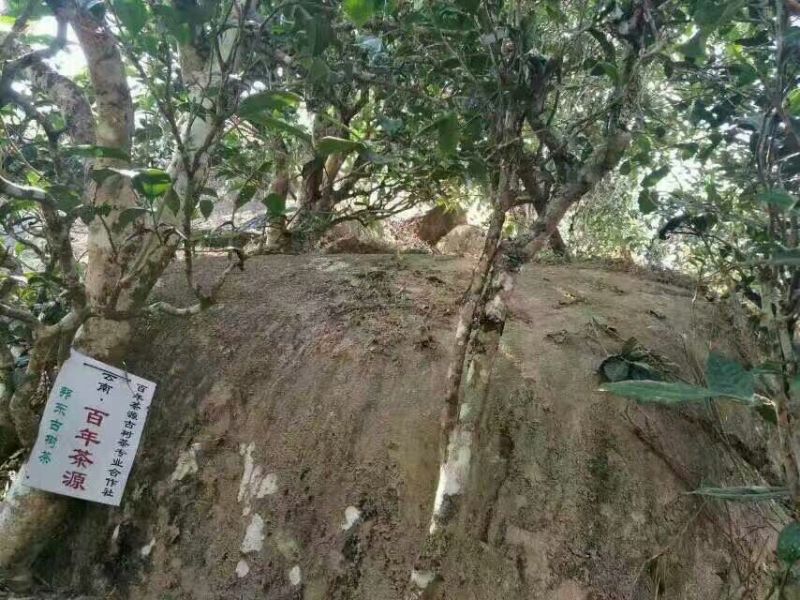 岩茶一级