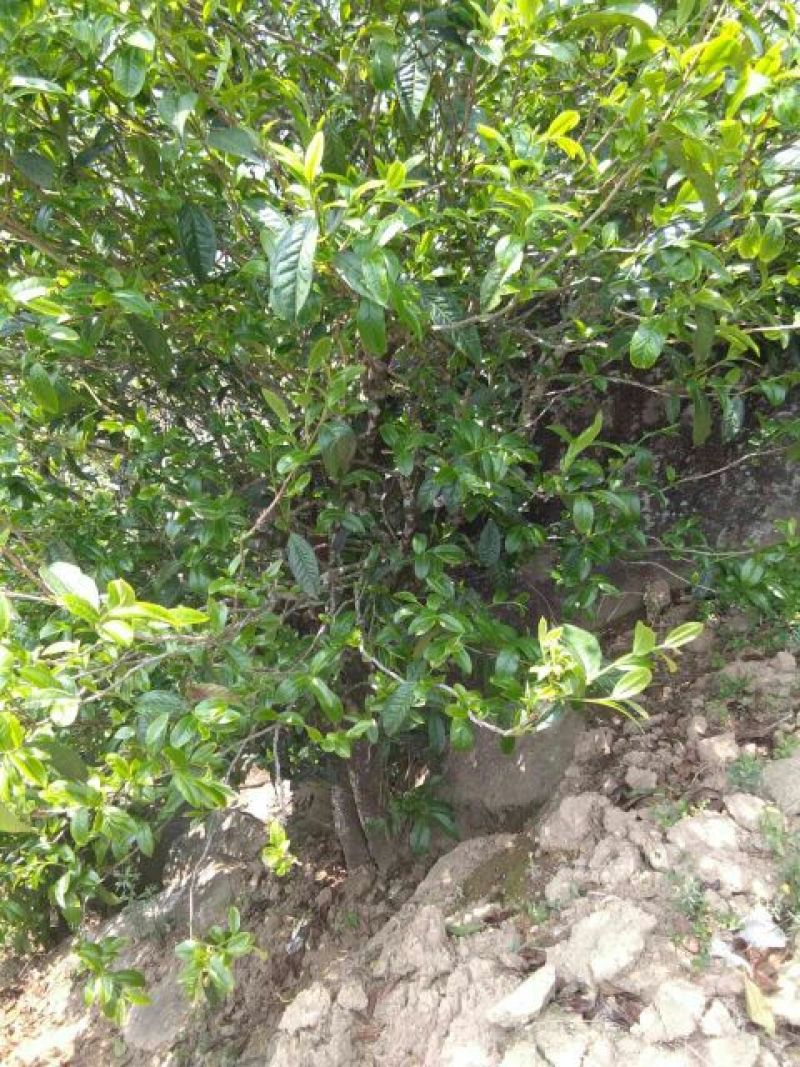 岩茶一级