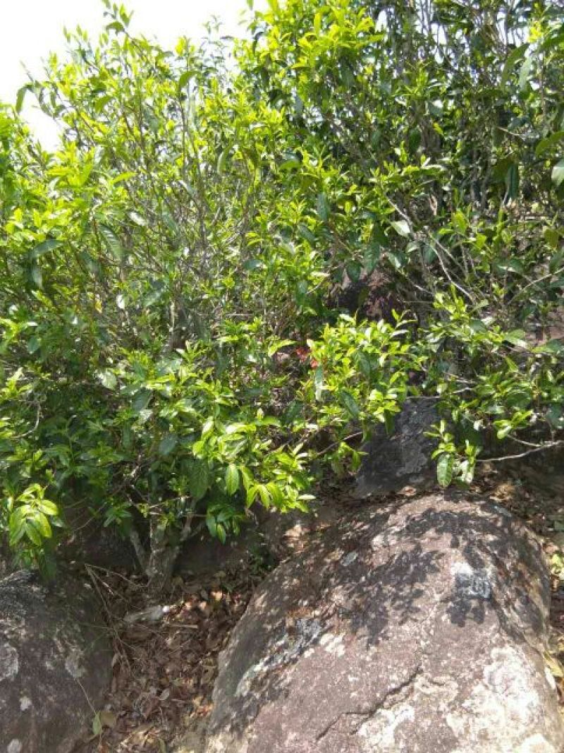 岩茶一级