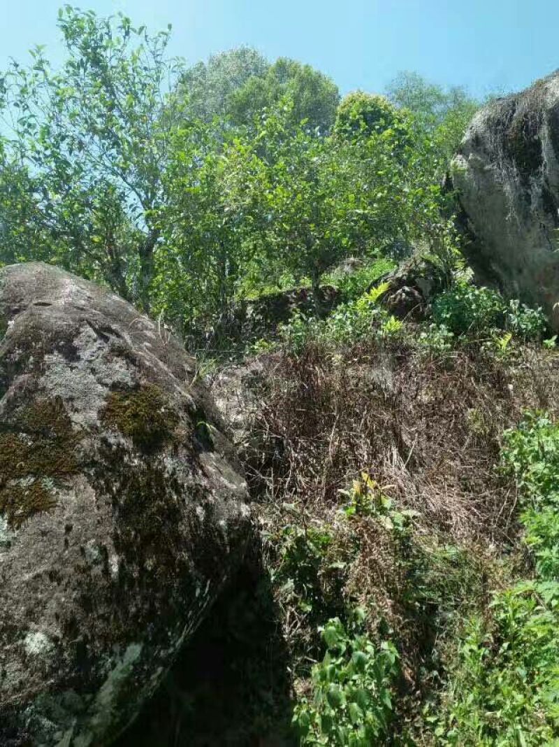 岩茶一级