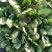 名门菠菜25~30厘米