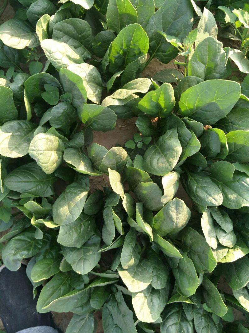名门菠菜25~30厘米