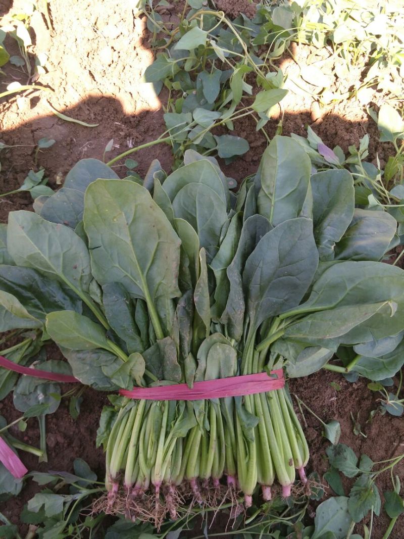 名门菠菜25~30厘米