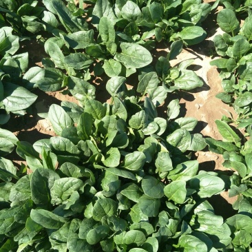 名门菠菜25~30厘米
