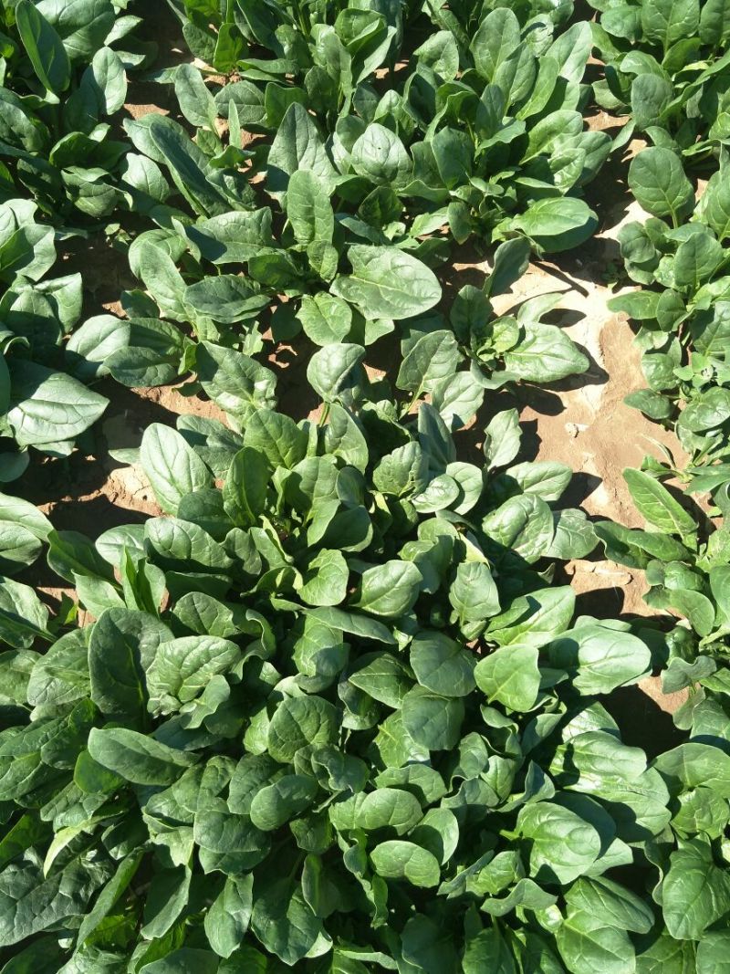 名门菠菜25~30厘米
