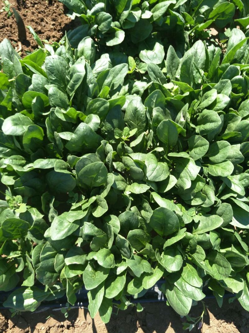名门菠菜25~30厘米