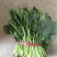 名门菠菜25~30厘米